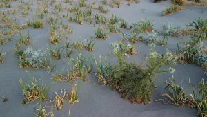Katsounaki Sand Dunes  - CRETE