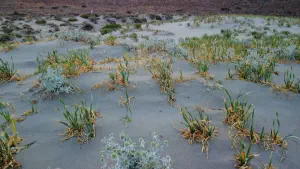 Katsounaki Sand Dunes  - CRETE