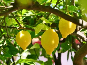 Koufi Petra Monastery  - CRETE