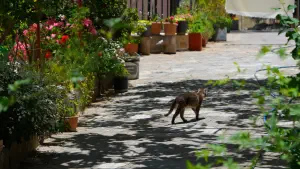 Koufi Petra Monastery  - CRETE