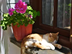 Koufi Petra Monastery  - CRETE