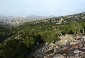 Kritsa Cypress Forest  - CRETE