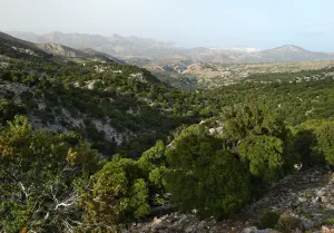 Kritsa Cypress Forest  - CRETE