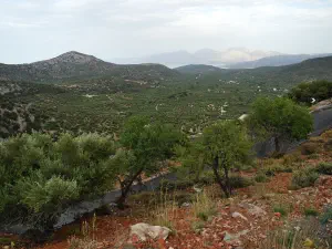 Kritsa Cypress Forest  - CRETE