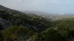 Kritsa Cypress Forest  - CRETE