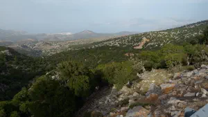 Kritsa Cypress Forest  - CRETE