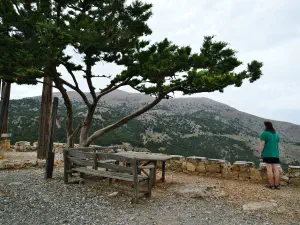 Kritsa Cypress Forest  - CRETE