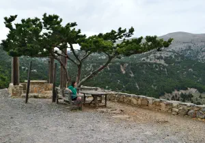 Kritsa Cypress Forest  - CRETE