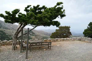 Kritsa Cypress Forest  - CRETE