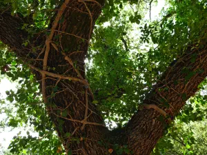 Kronio Cave  - CRETE