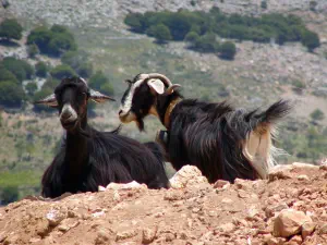 Lassithi Plateau  - CRETE