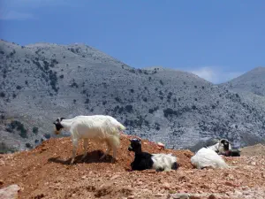 Lassithi Plateau  - CRETE