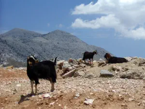 Lassithi Plateau  - CRETE