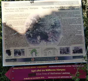 Lastros Mathena Olive Tree  - CRETE