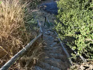 Lastros Mathena Olive Tree  - CRETE