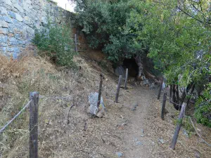 Lastros Mathena Olive Tree  - CRETE