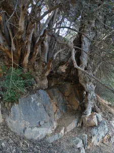 Lastros Mathena Olive Tree  - CRETE