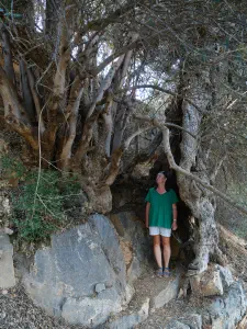Lastros Mathena Olive Tree  - CRETE