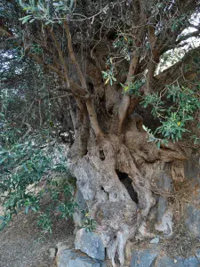 Lastros Mathena Olive Tree  - CRETE