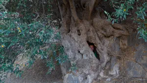 Lastros Mathena Olive Tree  - CRETE