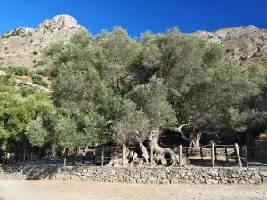 Monumental Olive Tree of Kavusi  - CRETE
