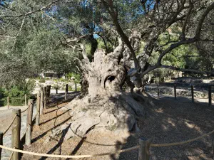 Monumental Olive Tree of Kavusi  - CRETE
