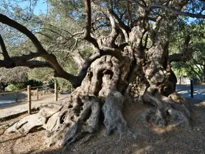 Monumental Olive Tree of Kavusi  - CRETE