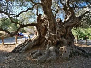 Monumental Olive Tree of Kavusi  - CRETE