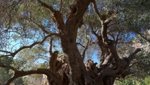 Monumental Olive Tree of Kavusi  - CRETE