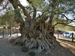 Monumental Olive Tree of Kavusi  - CRETE