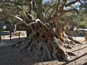 Monumental Olive Tree of Kavusi  - CRETE