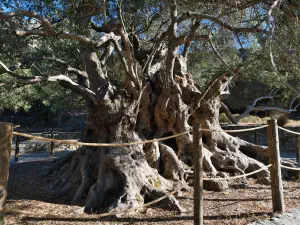 Monumental Olive Tree of Kavusi  - CRETE
