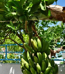 Myrtos Kastro Hotel  - CRETE
