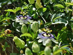 Panagia Vidiani Monastery  - CRETE