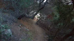 Pefki Gorge  - CRETE