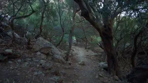 Pefki Gorge  - CRETE