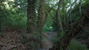 Richtis Gorge  - CRETE