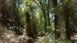 Richtis Gorge  - CRETE