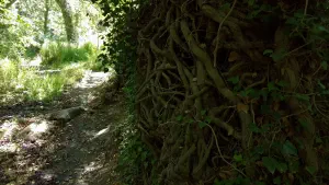 Richtis Gorge  - CRETE