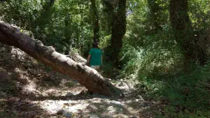 Richtis Gorge  - CRETE
