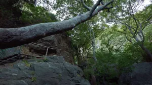 Richtis Gorge  - CRETE