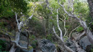 Richtis Gorge  - CRETE