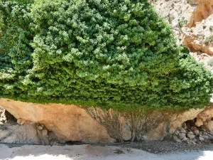 Stavromenos Church  - CRETE