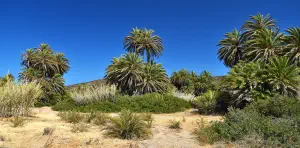 Vai Palm Grove  - CRETE