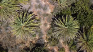 Vai Palm Grove  - CRETE