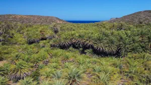 Vai Palm Grove  - CRETE