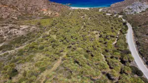 Vai Palm Grove  - CRETE