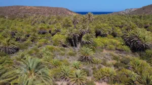 Vai Palm Grove  - CRETE