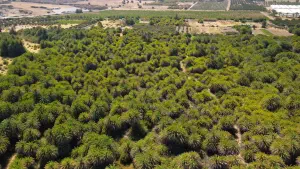 Vai Palm Grove  - CRETE
