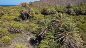 Vai Palm Grove  - CRETE